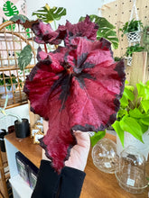 Load image into Gallery viewer, 4&quot; Begonia Rex “Harmony’s Cherry Blossom”
