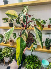 Load image into Gallery viewer, Strawberry Shake Philodendron O2 (High variegation)
