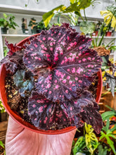 Load image into Gallery viewer, Begonia Rex “Harmony’s Dark Fantasy” 4"
