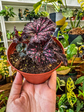 Load image into Gallery viewer, Begonia Rex “Harmony’s Dark Fantasy” 4"
