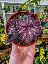 Load image into Gallery viewer, Begonia Rex “Harmony’s Dark Fantasy” 4"
