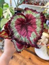 Load image into Gallery viewer, 4” Begonia Rex “Harmony’s Heartbreaker”
