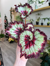 Load image into Gallery viewer, 4" Begonia Rex “Harmony’s Heart’s Desired”
