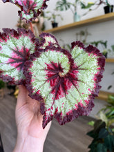 Load image into Gallery viewer, 4" Begonia Rex “Harmony’s Heart’s Desired”

