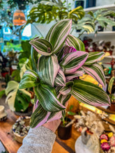 Load image into Gallery viewer, 4&quot;  Tradescantia Nanouk
