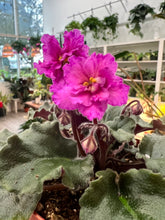 Load image into Gallery viewer, 4&quot;  African Violet “Ness’ Fantasy Gold”
