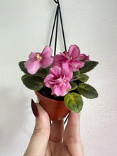 Load image into Gallery viewer, Mini African Violet “Jolly Mischief“

