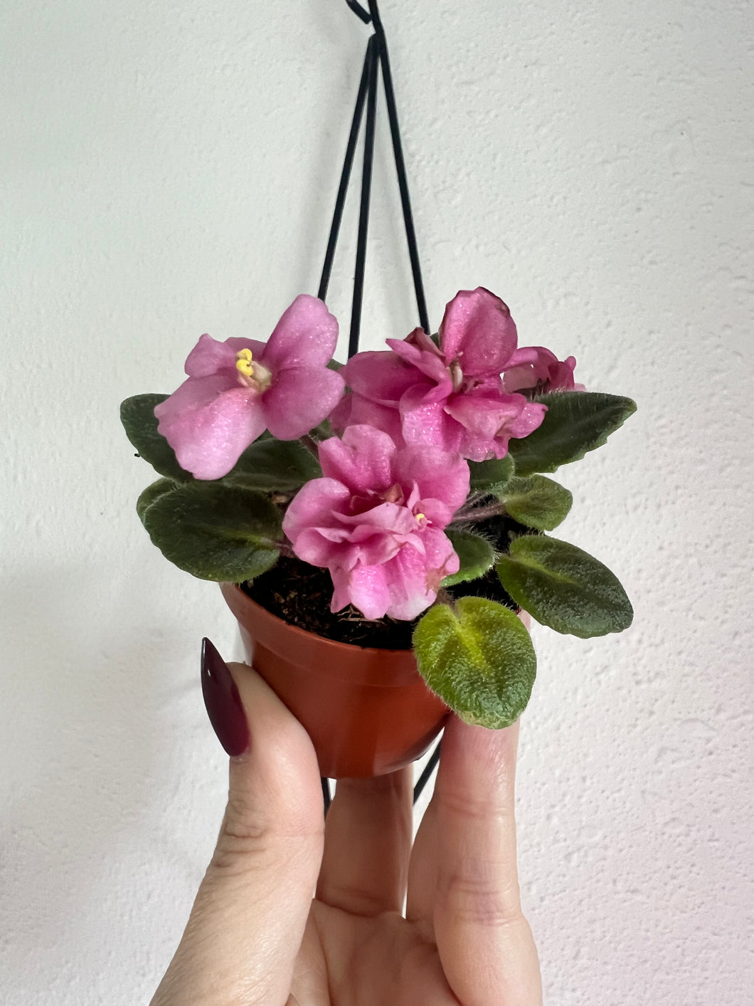 Mini African Violet “Jolly Mischief“