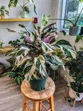 Load image into Gallery viewer, Calathea Stella, 8” Plant
