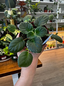 African Violet "Hunter’s slippery when wet"
