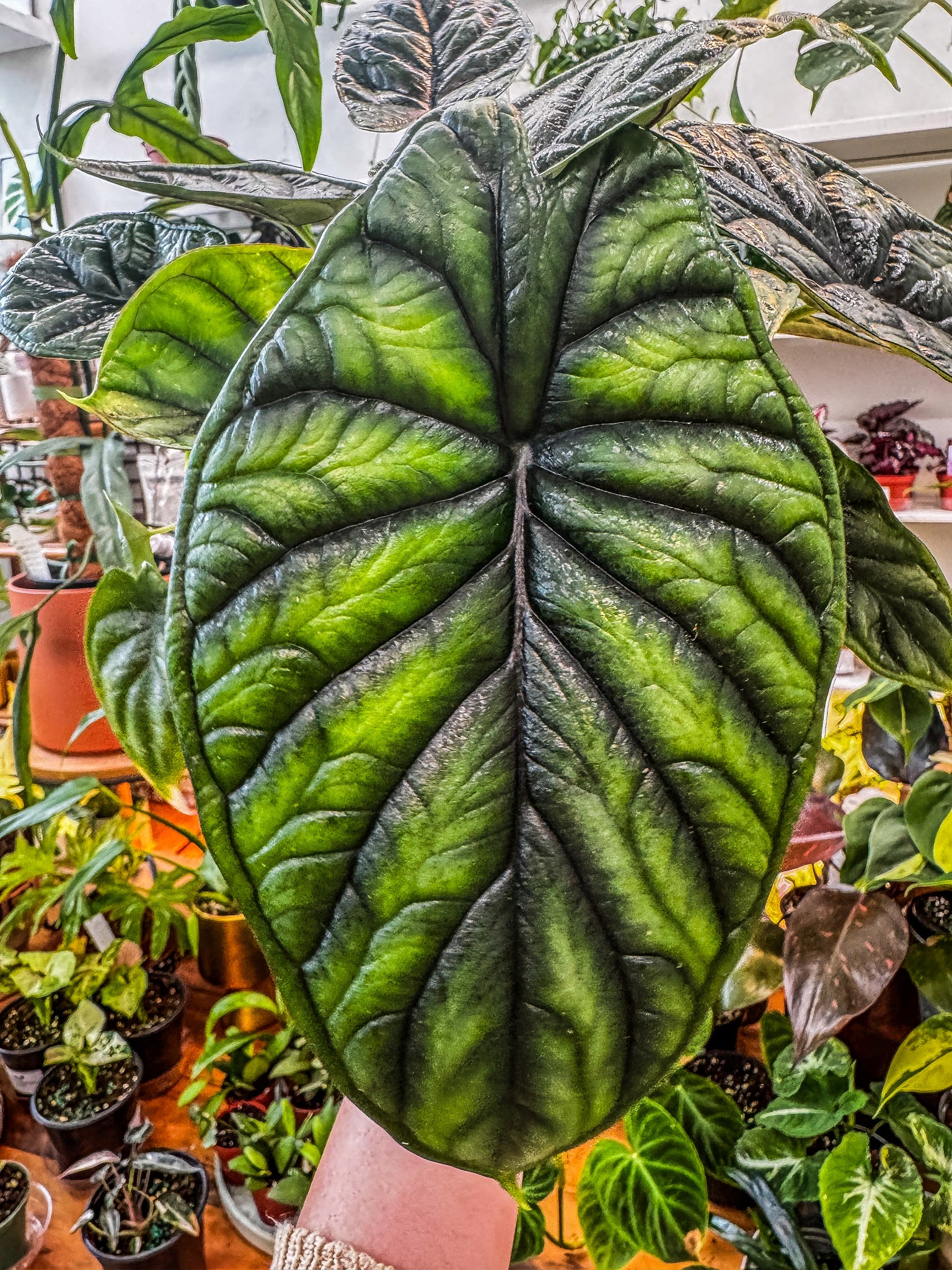 dieffenbachia dragon scale Alocasia Dragon Scale – Angie's Planties