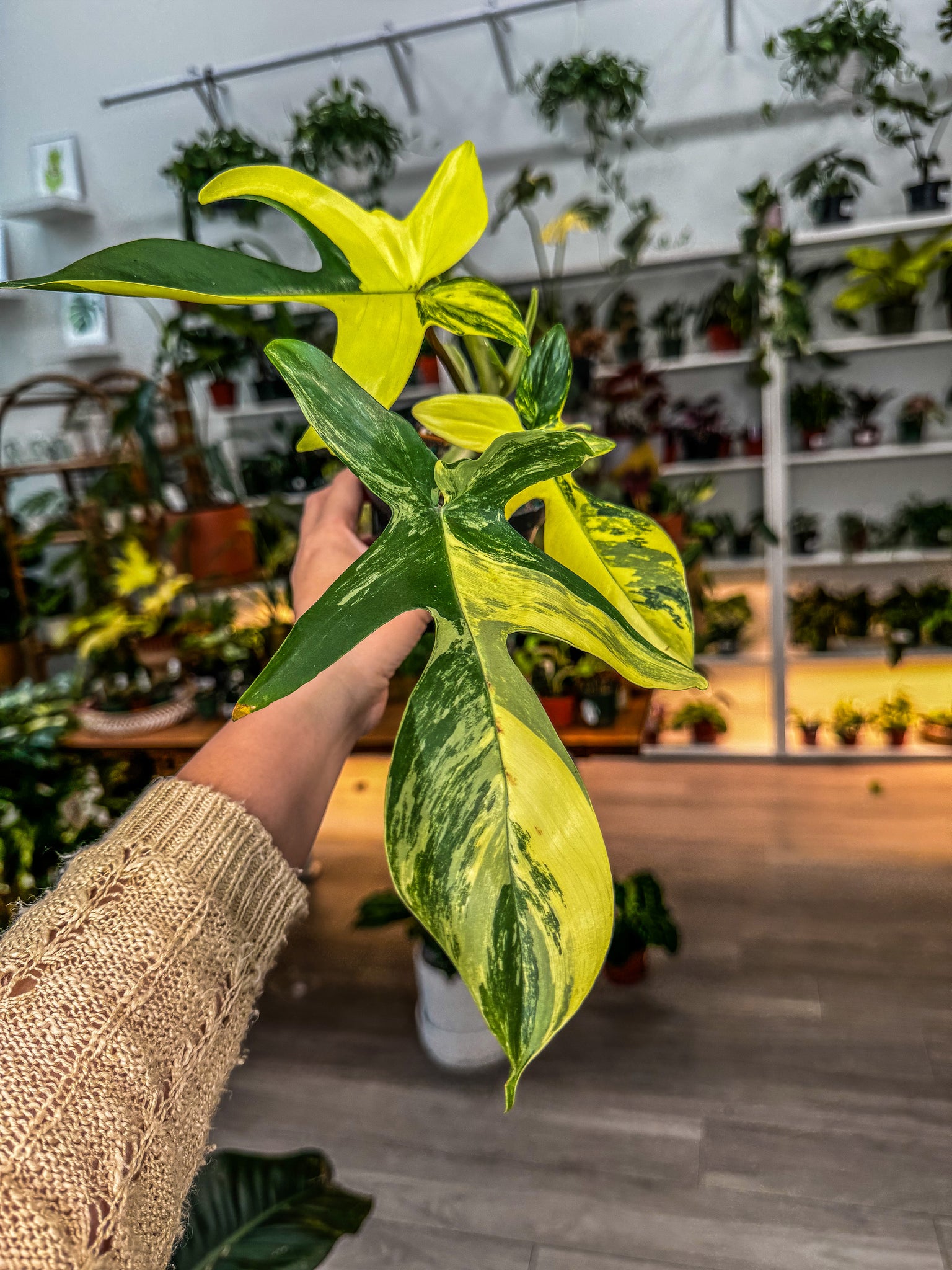 philodendron florida alba beauty Philodendron Florida Beauty Variegated 4” – Angie's Planties