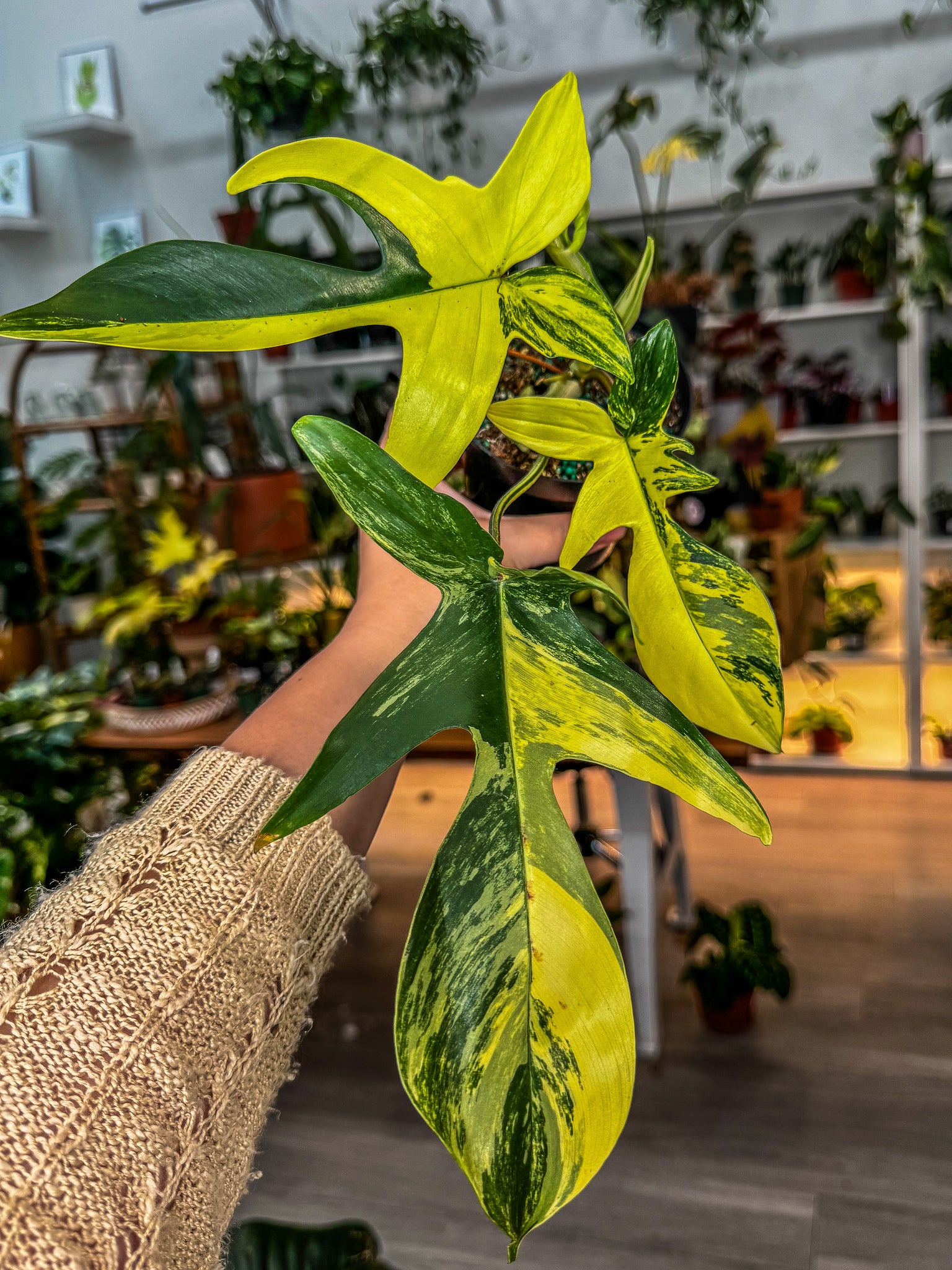 philodendron florid Philodendron Florida Beauty Variegated 4” – Angie's Planties