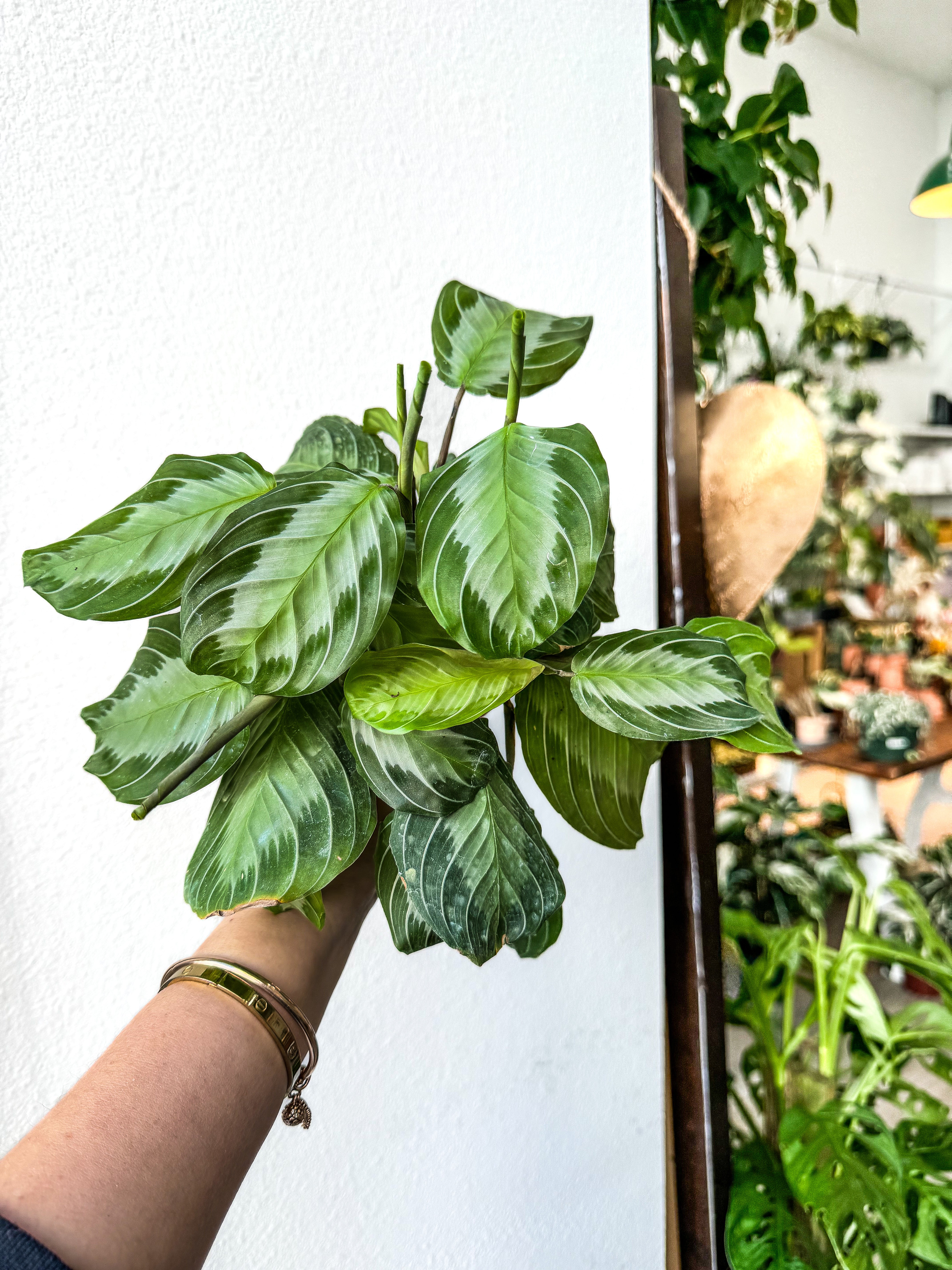 calathea silver band Maranta Silver Band hanging plant