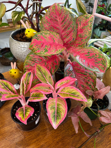 Aglaonema Lotus delight 4”