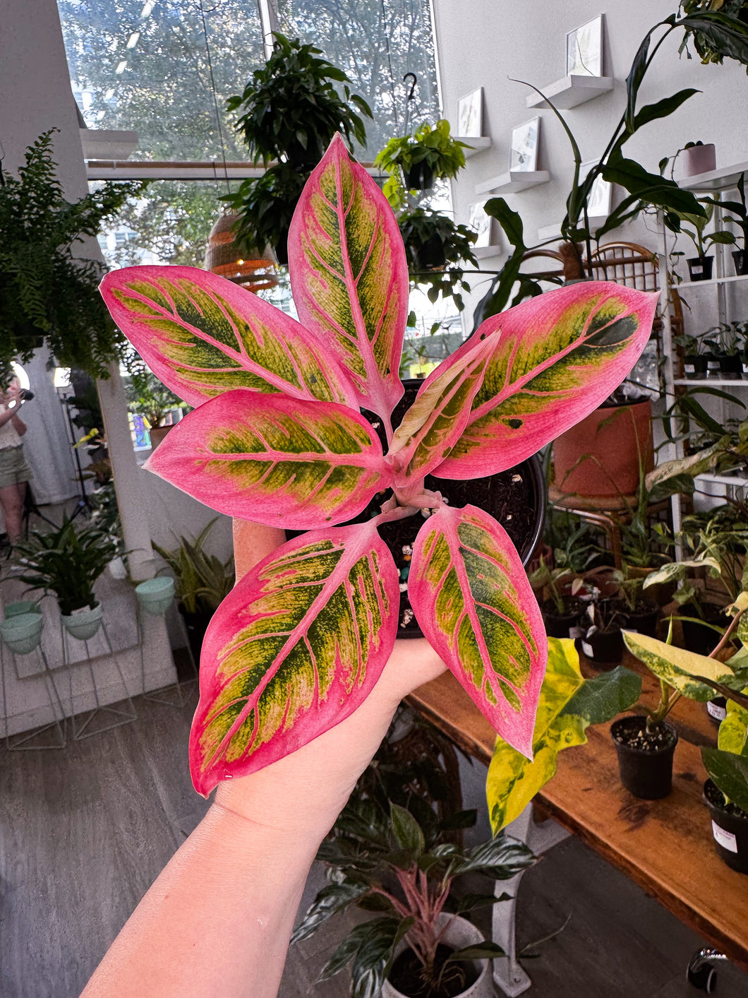 Aglaonema Lotus delight 4”