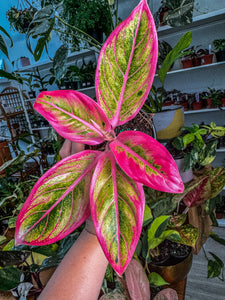 Aglaonema Lotus delight 4”