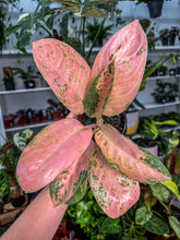 Load image into Gallery viewer, Aglaonema Sweet Banana
