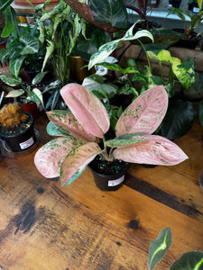 Aglaonema Sweet Banana