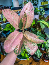 Load image into Gallery viewer, Aglaonema Sweet Banana
