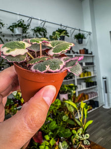 Begonia Strawberry Variegated