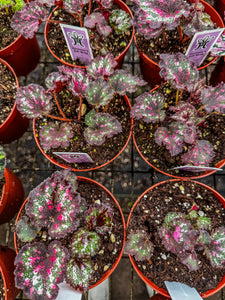 4" Begonia “Harmony’s Gift Wrap”