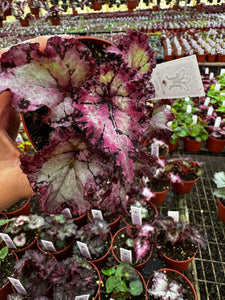 Begonia Rex “Harmony’s Pink Persuasion”