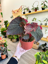 Load image into Gallery viewer, 6&quot; Begonia Rex “Midnight Magic”
