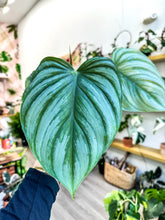 Load image into Gallery viewer, Philodendron pastazanum ‘Silver’ 4”
