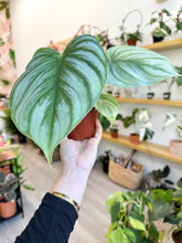 Load image into Gallery viewer, Philodendron pastazanum ‘Silver’ 4”
