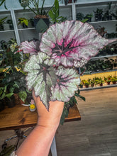 Load image into Gallery viewer, Begonia Kwale
