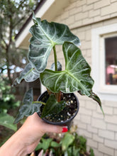 Load image into Gallery viewer, Alocasia Loco
