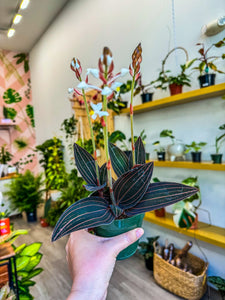 Jewel Orchid - Ludisia discolor  "Black Orchid"