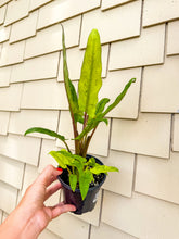 Load image into Gallery viewer, Alocasia Lautherbachiana Mint 4”
