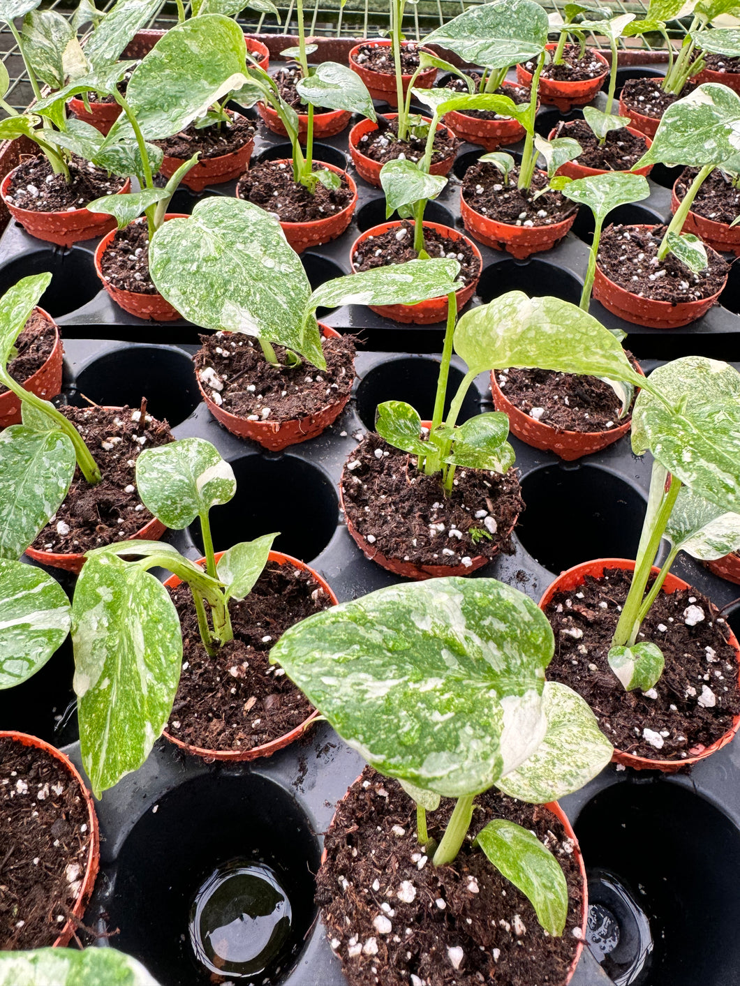 thai constellation monstera soil Monstera Thai Constellation TC, 2 Plant, The Plant Farm