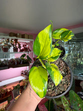 Load image into Gallery viewer, Epipremnum Neon N Joy, 4”
