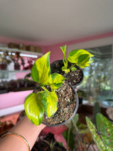 Load image into Gallery viewer, Epipremnum Neon N Joy, 4”
