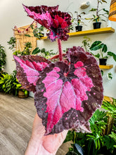 Load image into Gallery viewer, 4&quot; Begonia Rex “ Harmony’s Black Heart”
