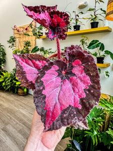 4" Begonia Rex “ Harmony’s Black Heart”