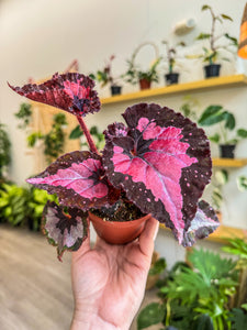 4" Begonia Rex “ Harmony’s Black Heart”