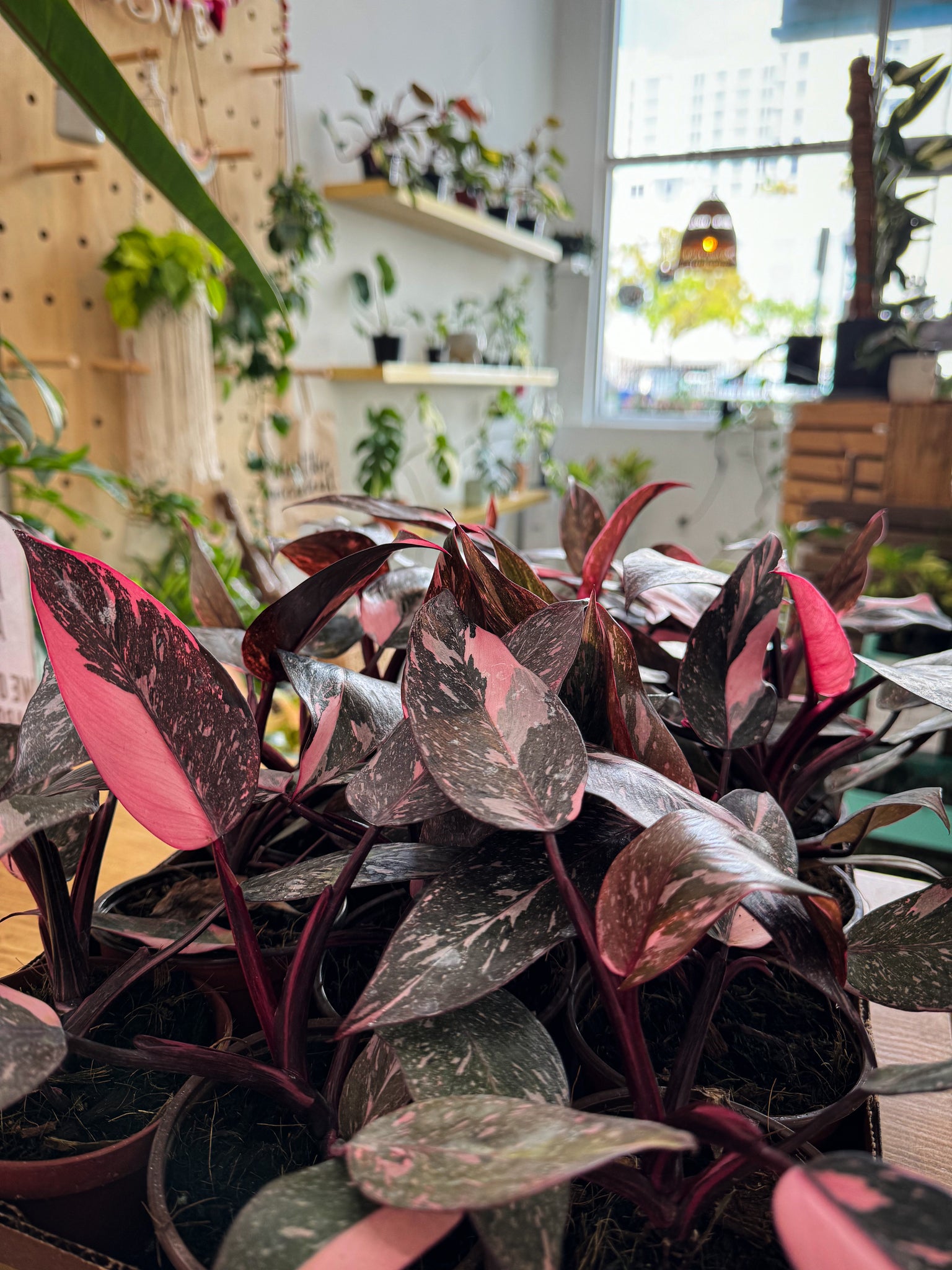 marbled pink princess philodendron Philodendron Pink Princess Marbled – Angie's Planties