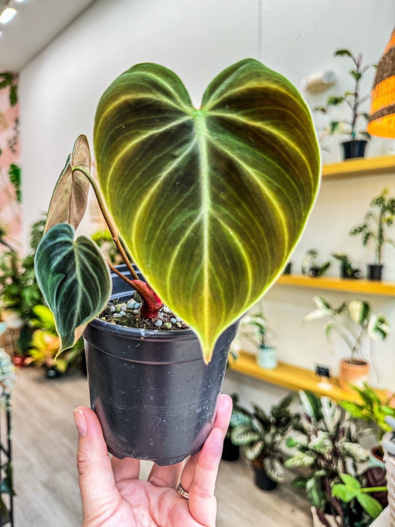 philodendron chocolate Philodendron El Choco Red 4”