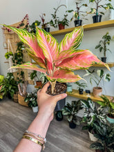 Load image into Gallery viewer, Aglaonema Pink Panama 4”
