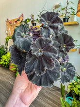 Load image into Gallery viewer, Begonia “Black Mamba” 4"
