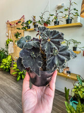 Load image into Gallery viewer, Begonia “Black Mamba” 4"
