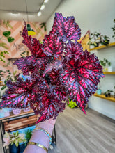 Load image into Gallery viewer, Begonia Rex “Harmony’s Dark Fantasy” 4"
