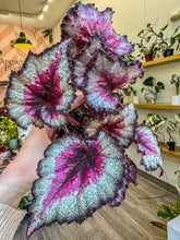 Load image into Gallery viewer, Begonia Rex “Harmony’s Taste of Poison”
