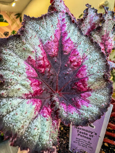 Begonia Rex “Harmony’s Taste of Poison”