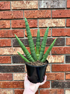 Sansevieria Starfish 6”