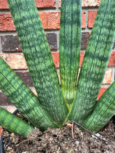 Load image into Gallery viewer, Sansevieria Starfish 6”
